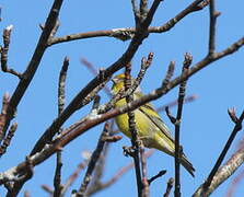 Citril Finch