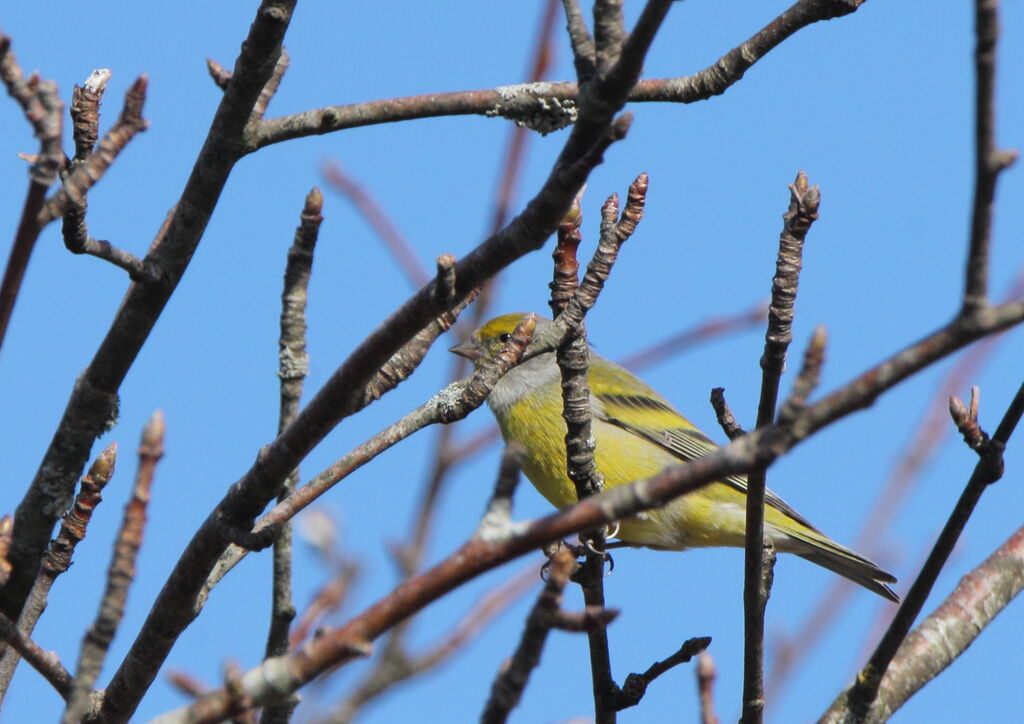 Citril Finch