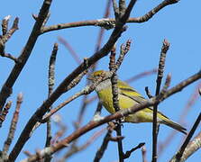 Citril Finch