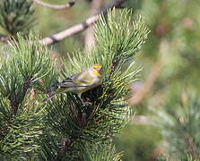 Citril Finch