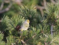 Citril Finch