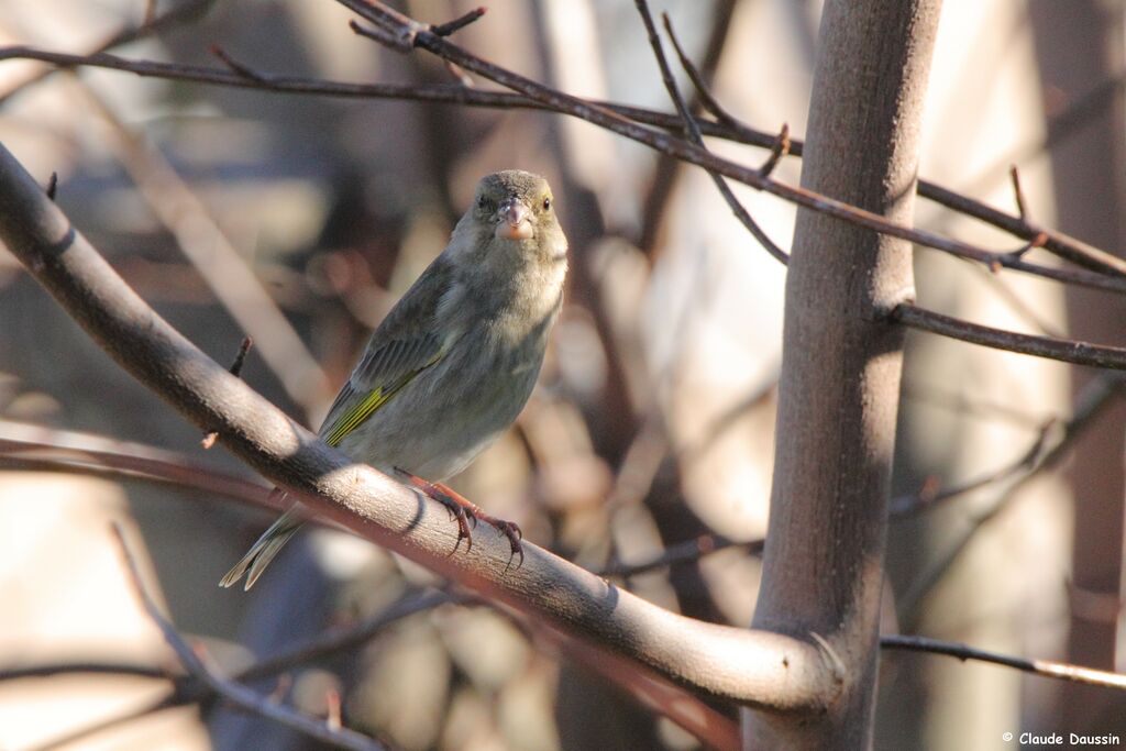 European Greenfinch