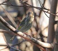 European Greenfinch