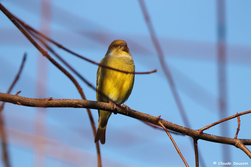 European Greenfinch