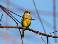 European Greenfinch