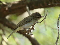 Black-whiskered Vireo