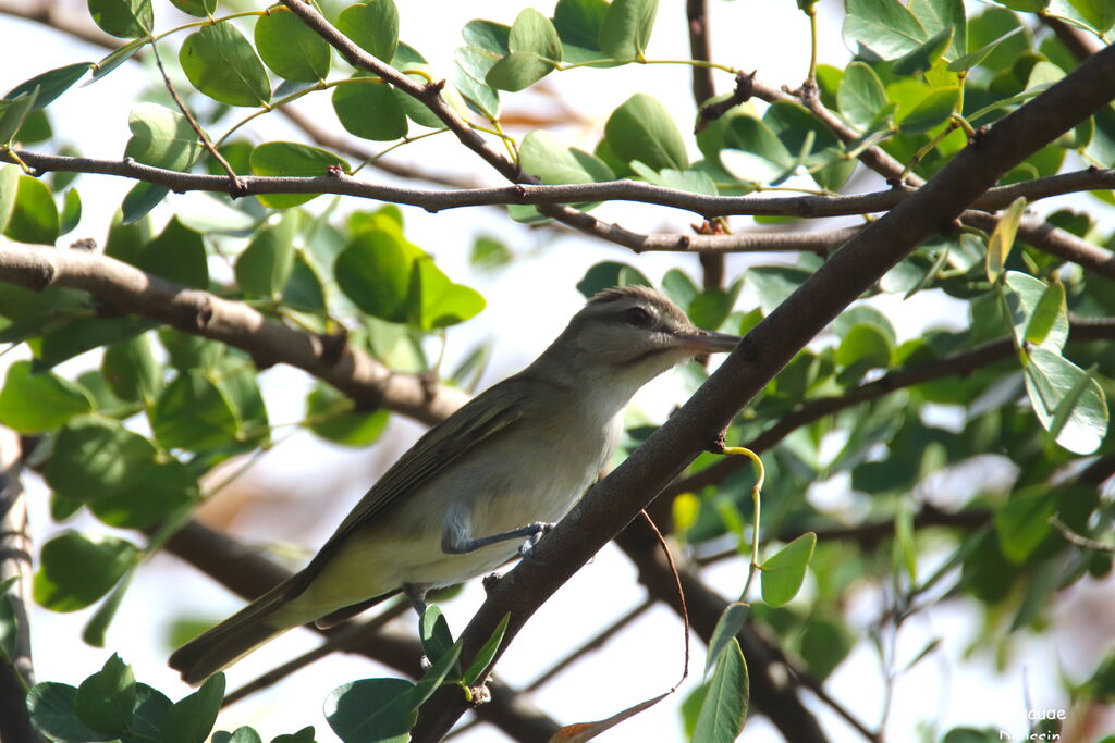 Black-whiskered Vireo