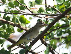 Black-whiskered Vireo