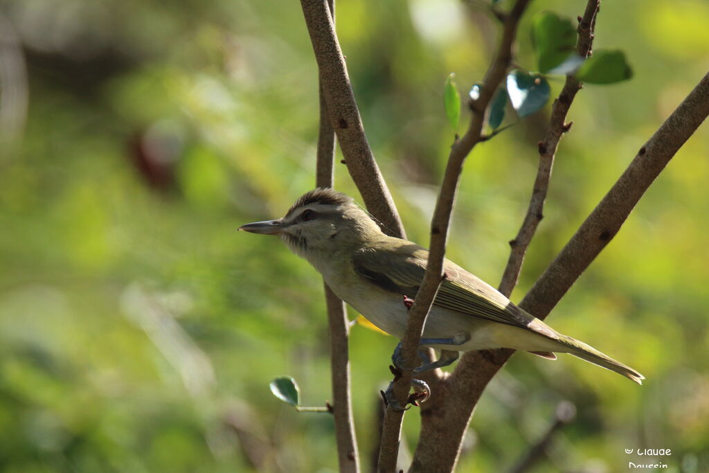 Black-whiskered Vireo