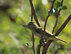 Black-whiskered Vireo