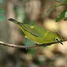 Zostérops jaune du Sud