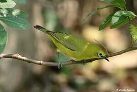 Southern Yellow White-eye