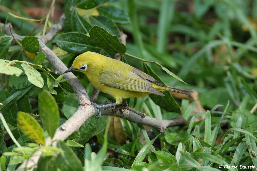 Southern Yellow White-eye