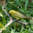 Zostérops jaune du Sud