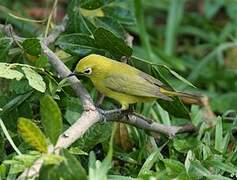 Southern Yellow White-eye