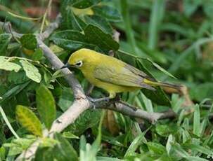 Zostérops jaune du Sud