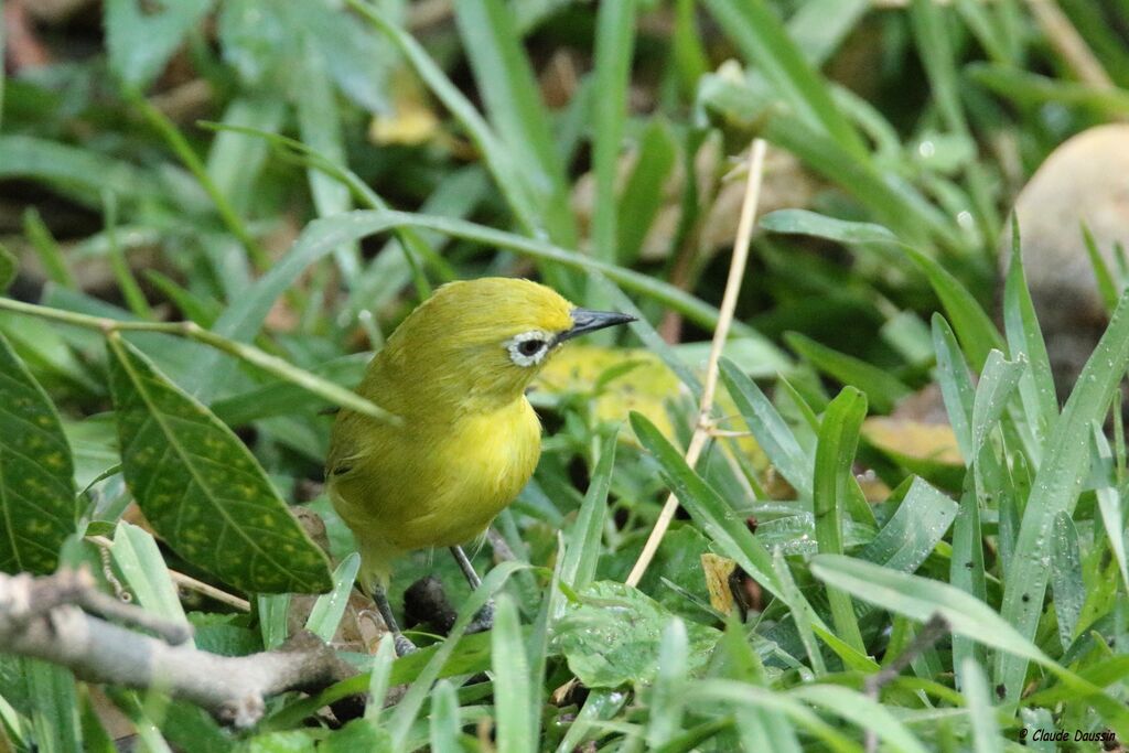 Southern Yellow White-eye