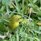 Zostérops jaune du Sud