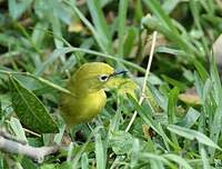 Zostérops jaune du Sud