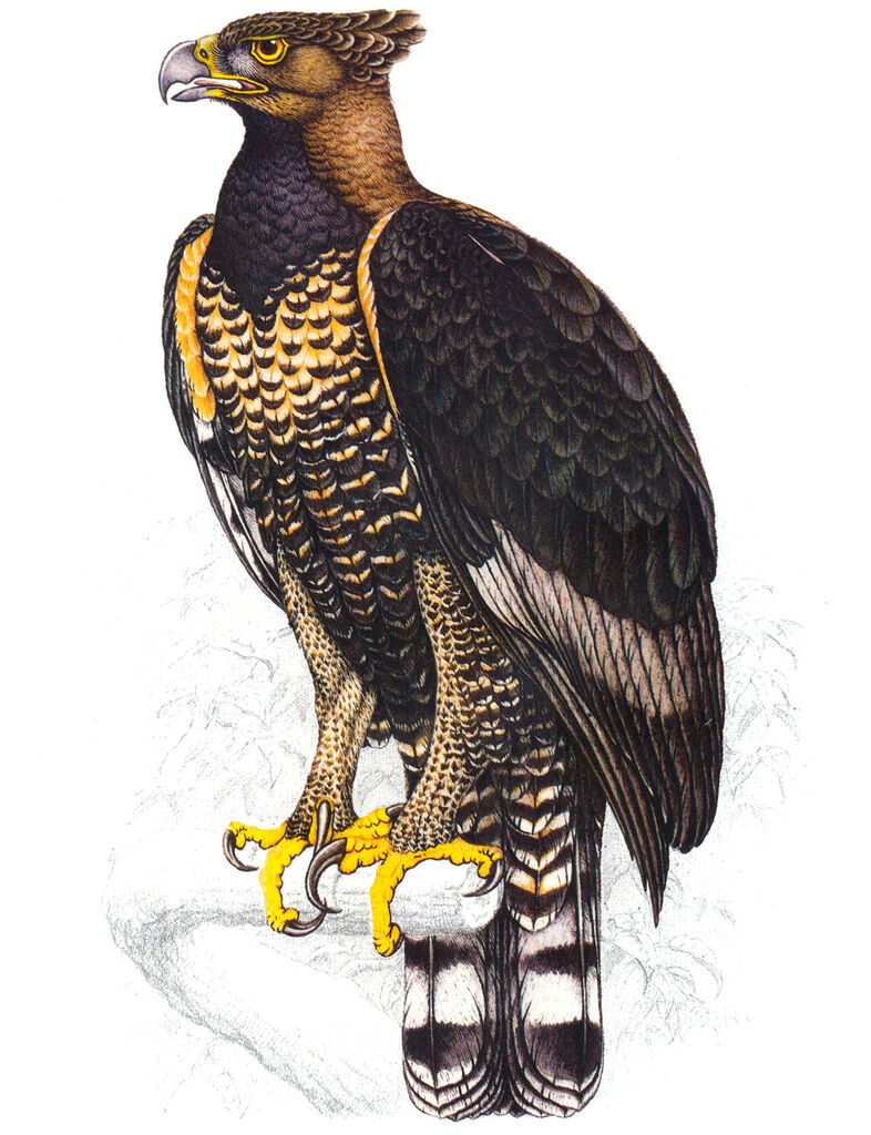 Crowned Eagle