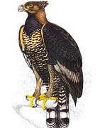 Crowned Eagle