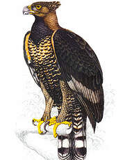 Aigle couronné