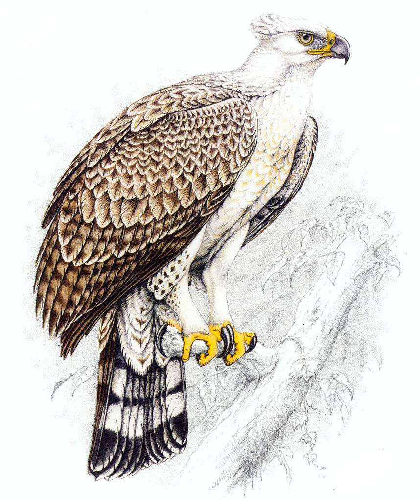 Crowned Eagle