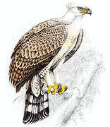 Crowned Eagle