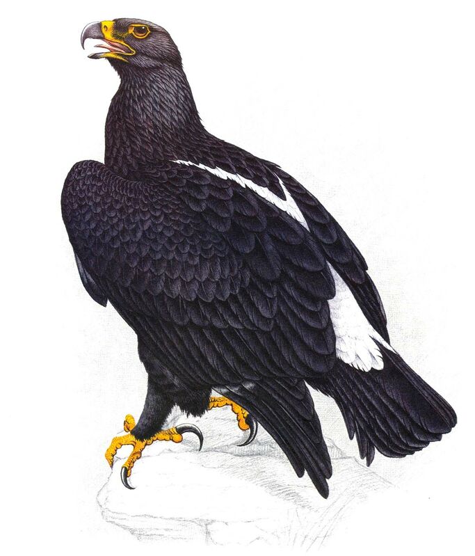 Verreaux's Eagleadult, identification