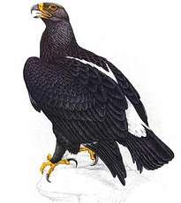 Aigle de Verreaux