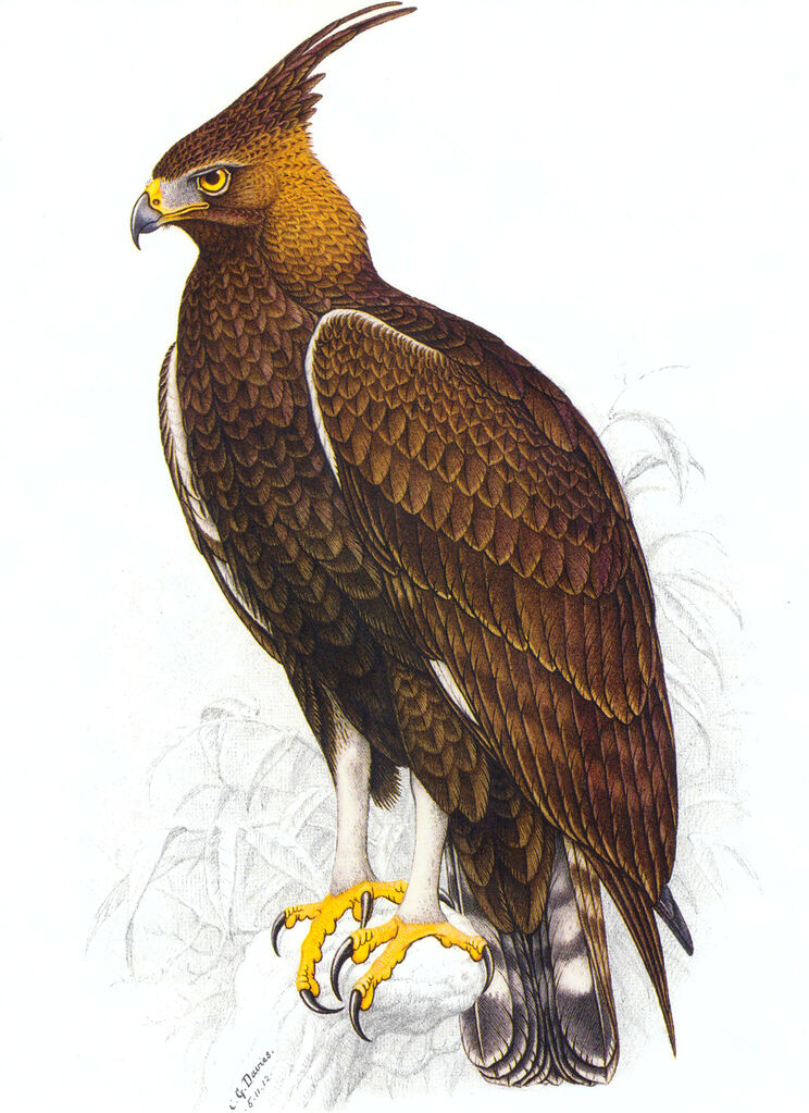 Long-crested Eagle