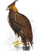 Long-crested Eagle