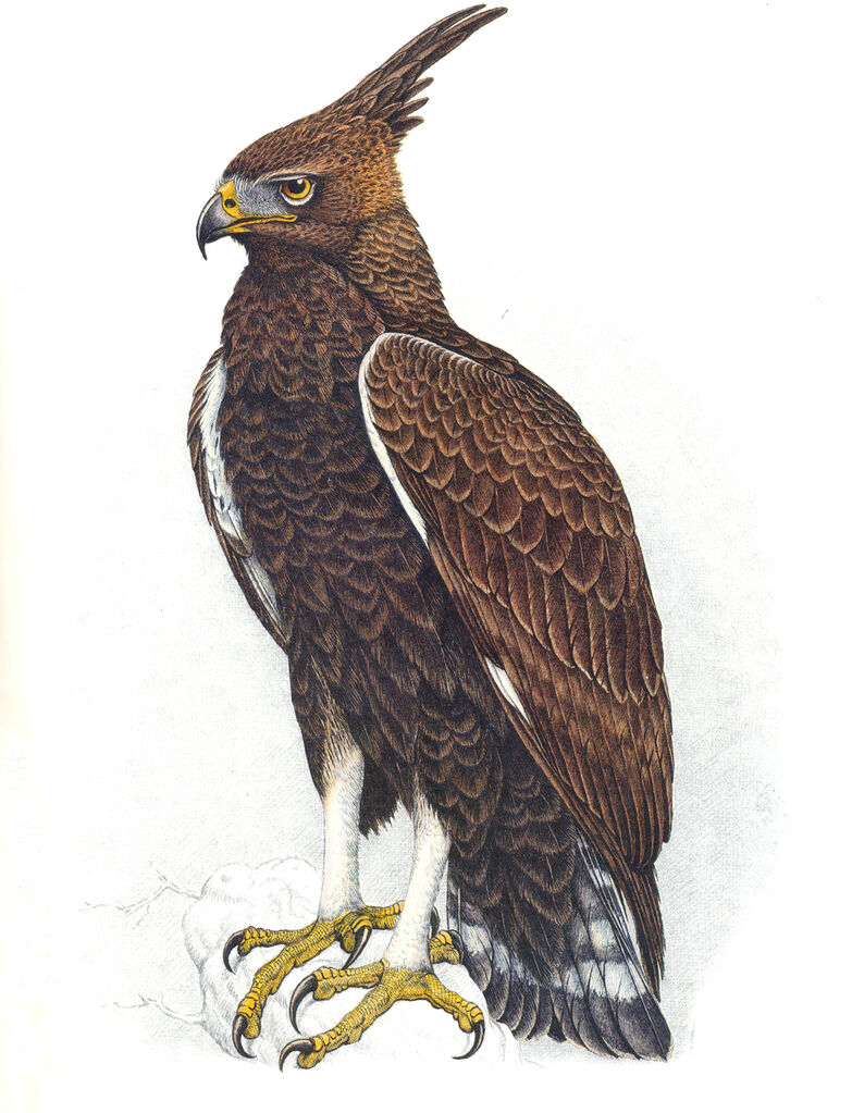 Aigle huppard