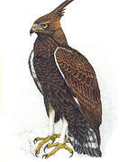 Long-crested Eagle