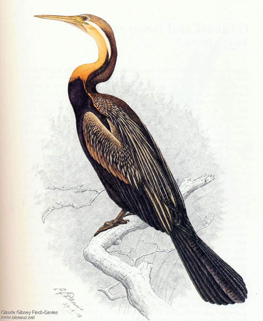 Anhinga d'Afriqueadulte