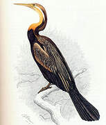 African Darter