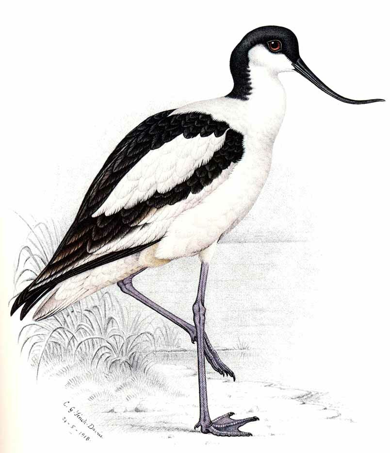 Avocette élégante