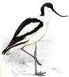 Avocette élégante