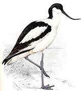 Pied Avocet