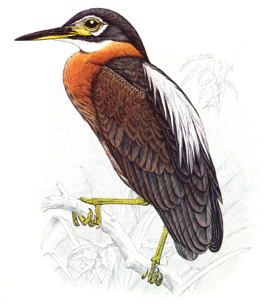 White-backed Night Heron