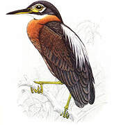 White-backed Night Heron