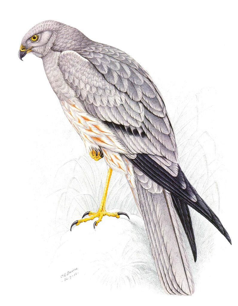 Montagu's Harrier