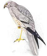 Montagu's Harrier