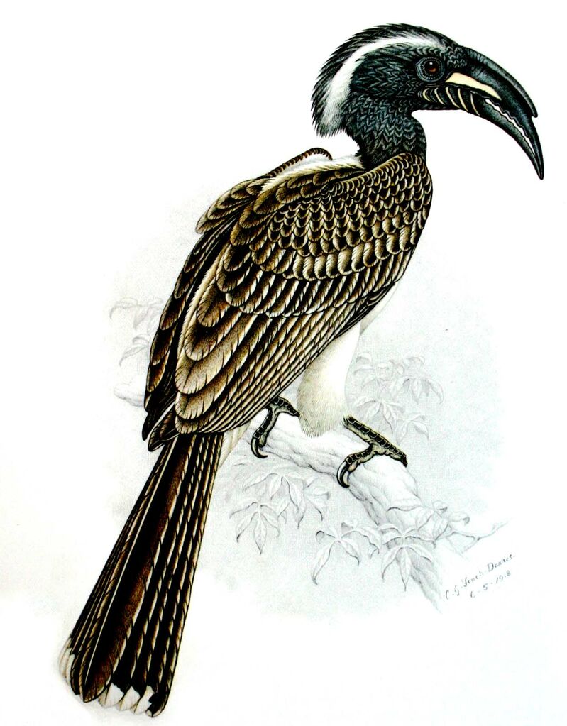 African Grey Hornbill