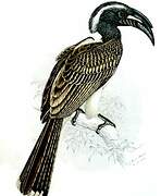 African Grey Hornbill