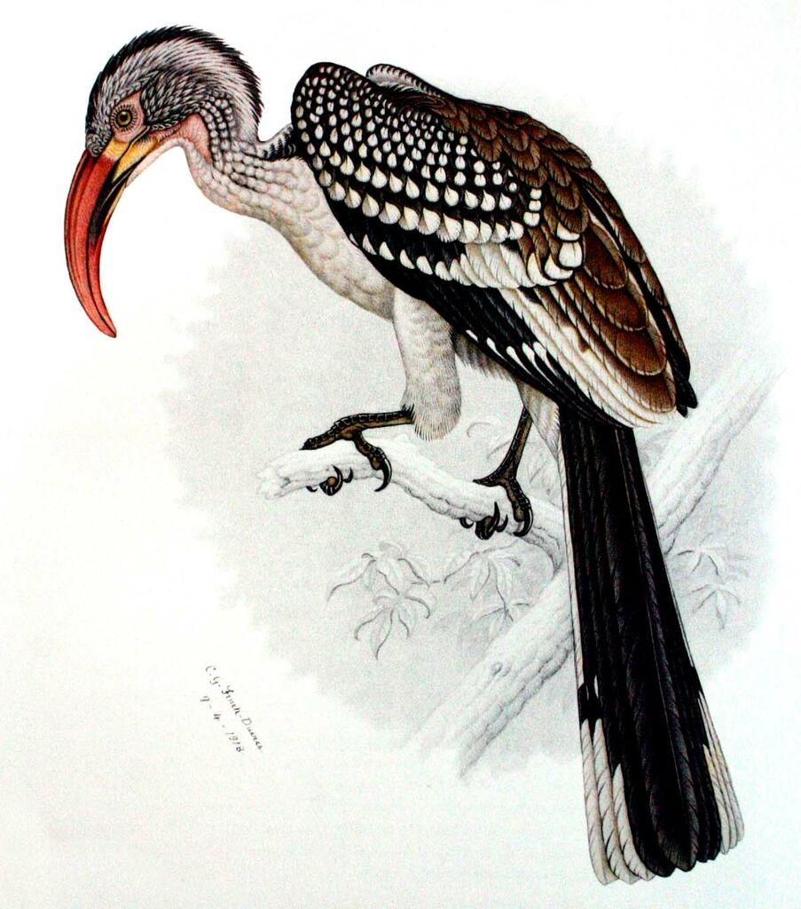 Southern Red-billed Hornbill