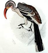 Southern Red-billed Hornbill