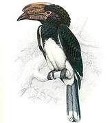 Trumpeter Hornbill