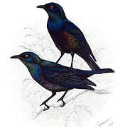 Black-bellied Starling