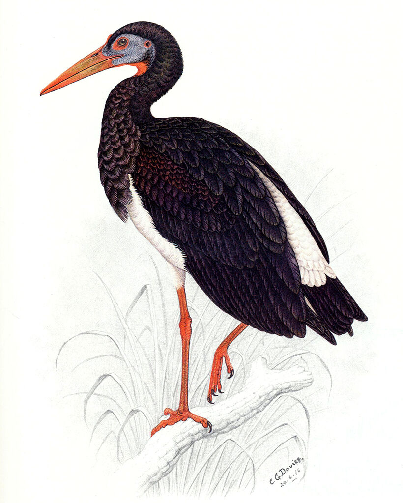 Abdim's Stork